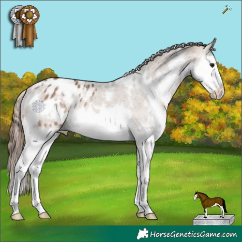 Horse Color:White Spotted Bay Dun Splash Varnish 