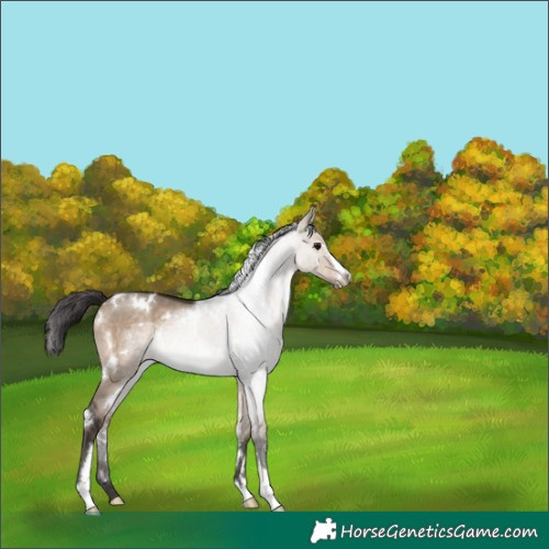 Horse Color:White Spotted Brown Dun Sabino 