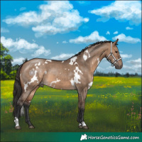 Horse Color:White Spotted Brown Dun