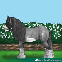Horse Color:White Spotted Blue Roan Splash Frame Appaloosa