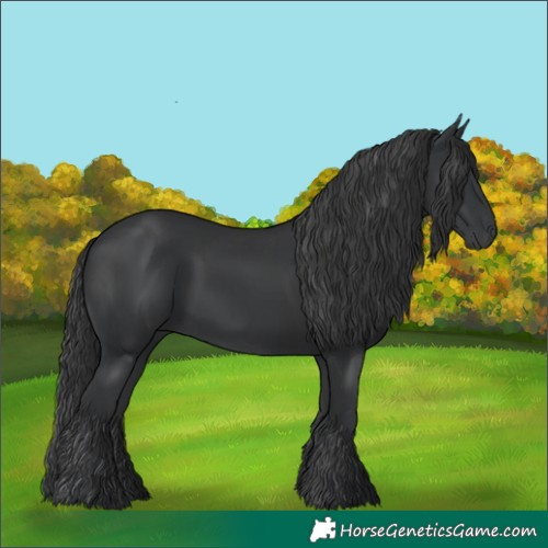 Horse Color:Black  and Black 