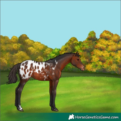 Horse Color:Brown Sabino Appaloosa Rabicano