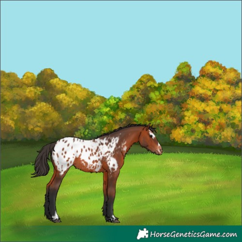Horse Color:Bay Sabino Appaloosa Rabicano 