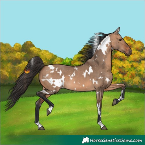 Horse Color:White Spotted Bay Dun 