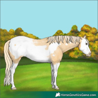 Horse Color:Palomino Roan Splash Frame Appaloosa