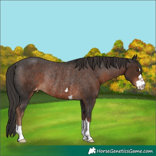 Horse Color:Liver Chestnut Varnish Rabicano