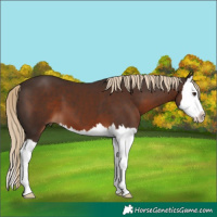 Horse Color:Liver Chestnut Splash