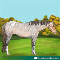 Horse Color:Buckskin Roan Appaloosa 