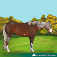 Horse Color:Liver Chestnut