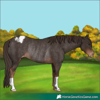 Horse Color:Liver Chestnut Snowcap Rabicano