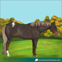 Horse Color:Liver Chestnut Appaloosa Rabicano