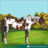 Horse Color:White Spotted Liver Chestnut 
