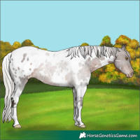 Horse Color:White Spotted Silver Brown Appaloosa