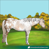 Horse Color:White Spotted Chocolate Palomino 