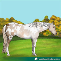 Horse Color:White Spotted Chocolate Palomino 