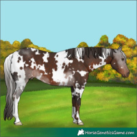 Horse Color:White Spotted Liver Chestnut