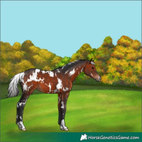 Horse Color:White Spotted Brown 