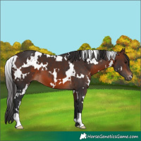 Horse Color:White Spotted Brown