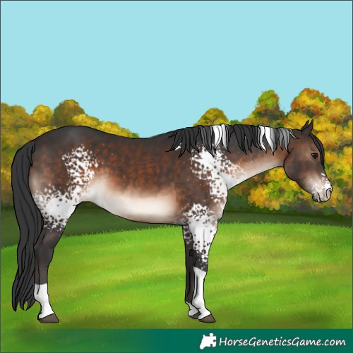 Horse Color:White Spotted Brown Tobiano 