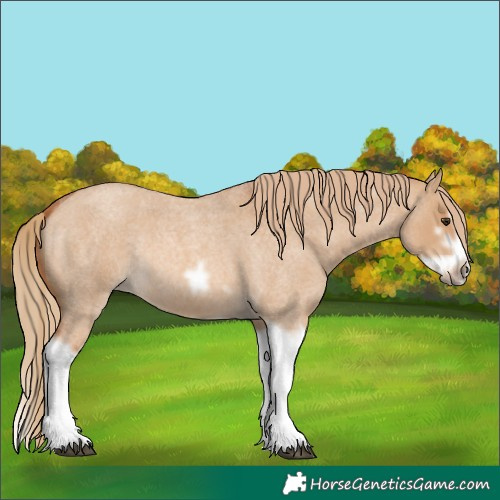 Horse Color:Red Dun Roan Splash Frame Rabicano 