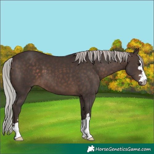 Horse Color:Silver Brown