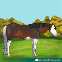 Horse Color:Bay Splash 