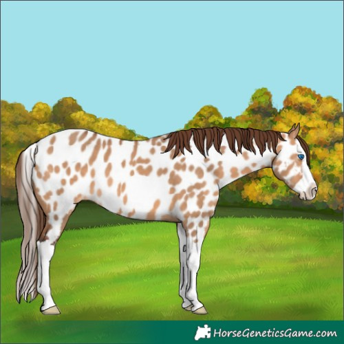 Horse Color:Bay Dun Splash Appaloosa 