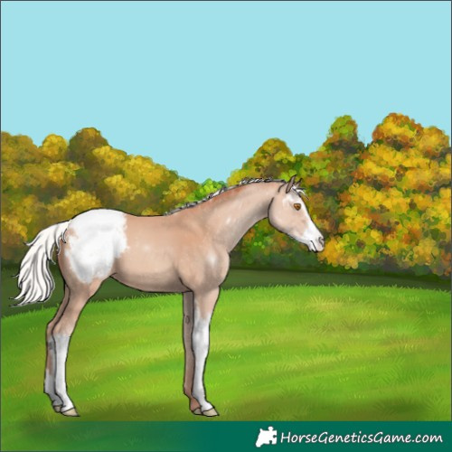 Horse Color:Silver Classic Champagne Sabino Snowcap 