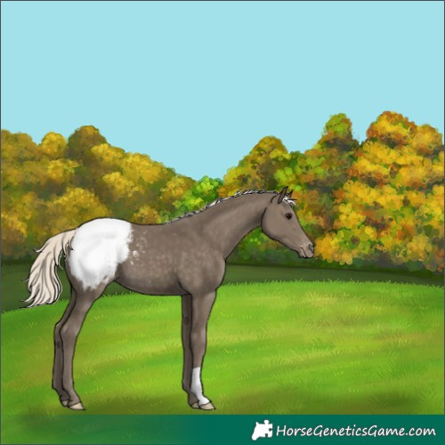 Horse Color:Silver Smoky Black Appaloosa 