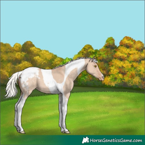 Horse Color:Silver Classic Champagne Dun Tobiano Appaloosa 