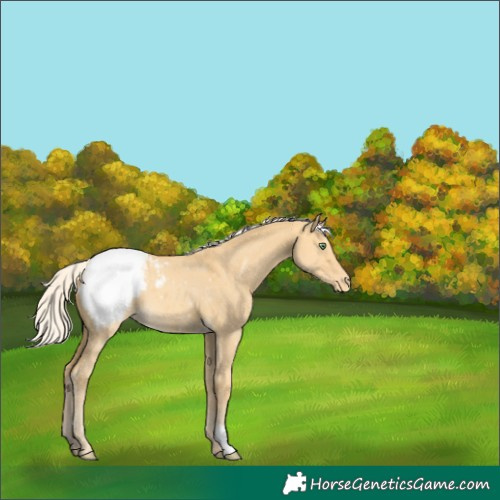 Horse Color:Silver Amber Cream Champagne Dun Appaloosa