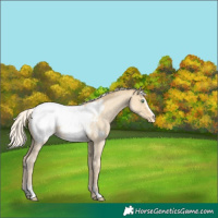 Horse Color:Silver Classic Cream Champagne Dun Sabino Appaloosa 