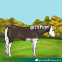 Horse Color:Liver Chestnut Mushroom Splash 
