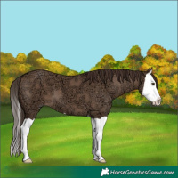 Horse Color:Liver Red Dun Ice Splash 