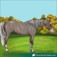 Horse Color:Blue Roan Sabino Splash  and Silver Blue Roan Sabino Splash 