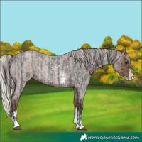 Horse Color:Blue Roan Sabino Splash  and Silver Blue Roan Sabino Splash 
