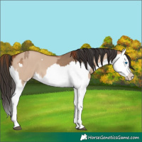 Horse Color:Red Dun Splash  and Bay Dun Splash 