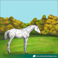 Horse Color:Brown Roan Appaloosa