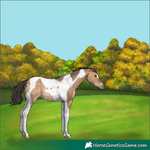 Horse Color:Bay Dun Tobiano Rabicano 