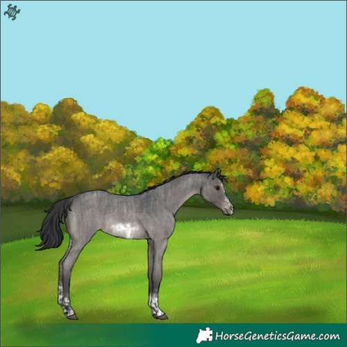Horse Color:Grullo Roan Rabicano  and Grullo Roan Splash Frame Rabicano 
