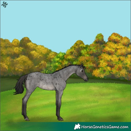 Horse Color:Gray Smoky Grullo Roan Rabicano 