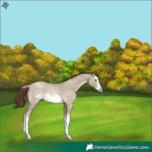 Horse Color:Gray Smoky Grullo Roan Pearl Splash Frame 