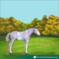 Horse Color:Painted Watercolor Palomino Sabino