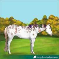 Horse Color:Painted Bay Sabino Splash