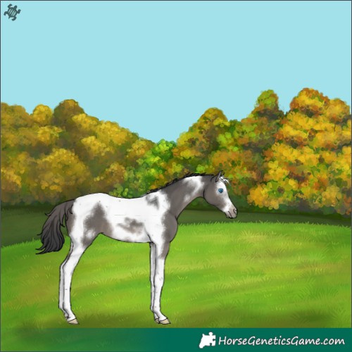 Horse Color:Grullo Splash Tobiano Frame 