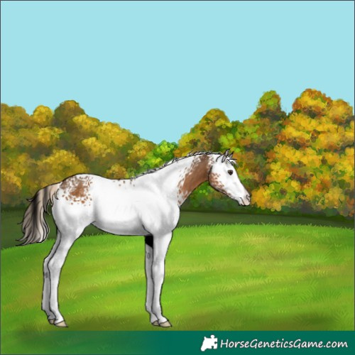 Horse Color:White Spotted Chocolate Palomino