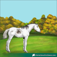 Horse Color:White Spotted Silver Smoky Black Tobiano Rabicano