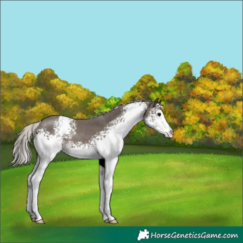 Horse Color:White Spotted Silver Black