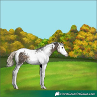 Horse Color:White Spotted Silver Smoky Black Tobiano Rabicano