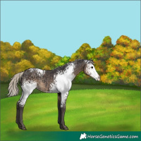 Horse Color:White Spotted Silver Smoky Black Rabicano 